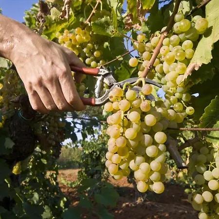 In With Terrace, Air Conditioning, Wifi 3488-6 Gostinjska kuća Medulin